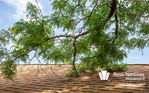 TreeTrim_web_PNI.png